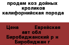 продам коз дойных, кроликов калифорнийская порода › Цена ­ 400 - Еврейская авт.обл., Биробиджанский р-н, Биробиджан г. Животные и растения » Грызуны и Рептилии   